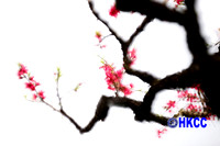 12-桃花