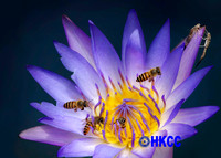 07 睡蓮派對