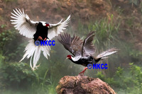 09 鳥兒爭食