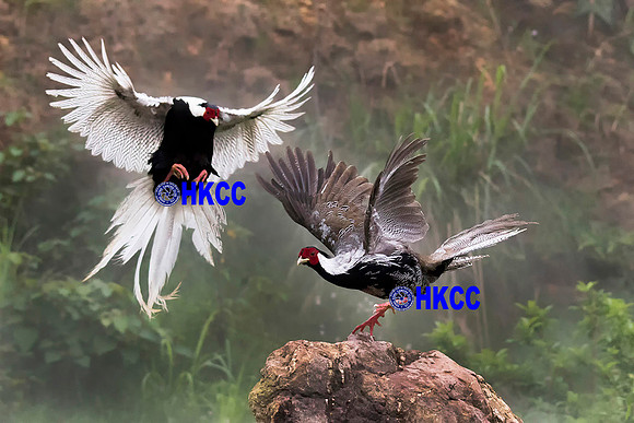09 鳥兒爭食